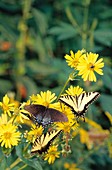 Tiger Swallowtail Butterflies