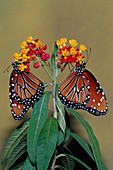 Queen Butterflies (Danaus gilippus)