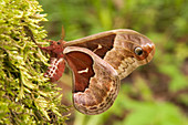 Female Promethea Moth