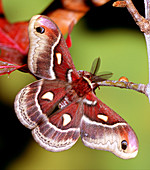 Cecropia Moth (Hyalophora cecropia)