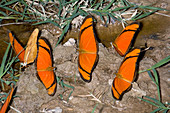 'Orange Longwings,Brazil'