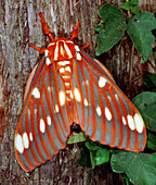 Regal Moth (Citheronia regalis)