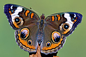 Common Buckeye