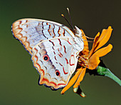 White Peacock Butterfly