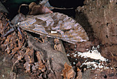 Ghost Moth with Eggs