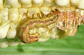 Corn earworm on corn