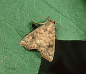 Cotton semi-looper Moth