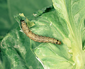 Flax tortrix larva