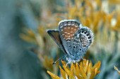 Western Pygmy Blue Butterfly on flower