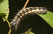 Interrupted Dagger Moth Caterpillar