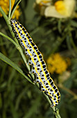 Toadflax Brocade Caterpillar