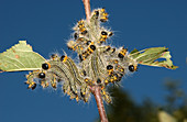 Yellow-Necked Caterpillars
