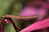 Common Eupithecia Moth Larva