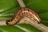 Bronzed Cutworm caterpillar