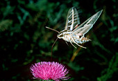 White-Lined Sphinx Moth