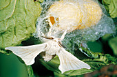 Silk Moth Emerging From Cocoon