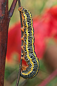 Painted Mamestra Moth Caterpillar