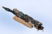 Caddisfly larva