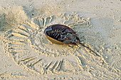 Stranded Horseshoe Crab