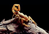 Bark scorpion