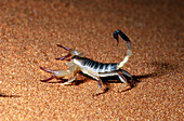 Australian Scorpion