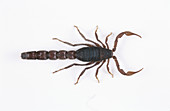 Fat-tailed Scorpion