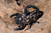 Scorpion with Young