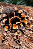 Tarantula spider