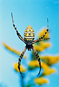 Banded garden spider