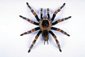 Mexican red-leg tarantula