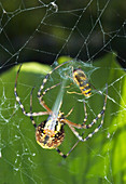 Banded Garden Spider wraps prey
