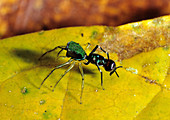 Jumping Spider Ant Mimic