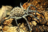 Carolina Wolf Spider with young