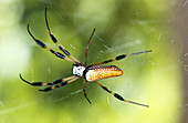 Female Golden Silk Spider