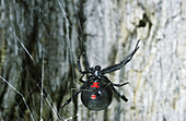 Black Widow Spider