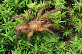 Trap-Door Spider