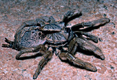 Baboon Tarantula Molting