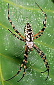 Black and Yellow Garden Spider