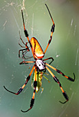 Male and female Silk Spiders with prey