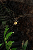 Orb-Weaving Spider