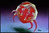 Dust mite