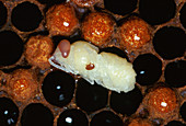 Varroa mite on honeybee pupa