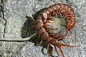 Thai Centipede