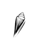 X-ray of Orbignys Cone