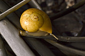 Northern Yellow Periwinkle