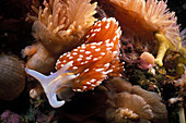 Horned Nudibranch