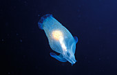 Pteropod