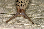 Great Slug (Limax maximus)
