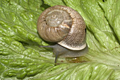 Brown Garden Snail