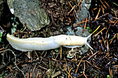 Albino Banana Slug